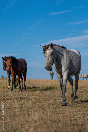 Horses in a field in summer © Любовь Симонова