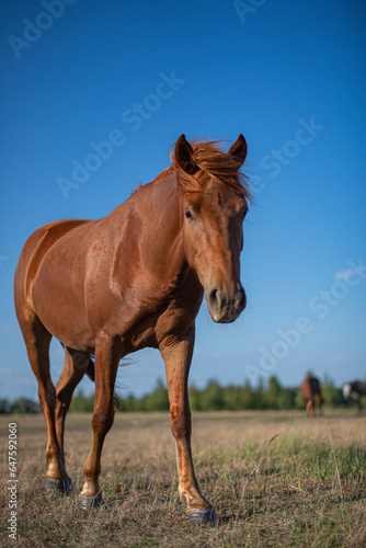 Horse in a field in summer © Любовь Симонова