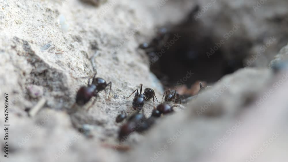 Ants come out of an underground anthill. Slow motion recording. Ants come out of an underground anthill. Slow motion recording.