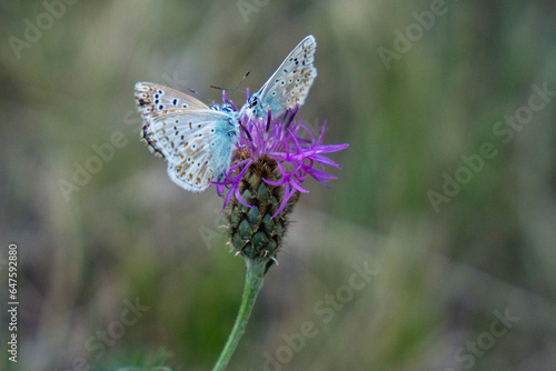 Blue butterflies on a flower