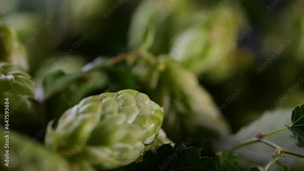 Hop cone with slow-motion water droplet; cool lighting emphasizing texture, hop bush in the background. Hop cone with slow-motion water droplet; cool lighting emphasizing texture, hop bush in the background.