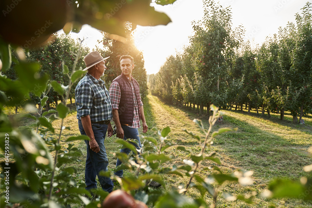 Two caucasian farmers walking along orchard field during sunset
