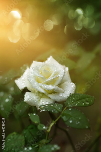 kremowa róża o poranku w kroplach deszczu i promieniach słońca 