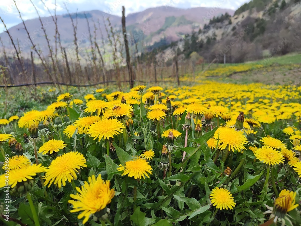 Fototapeta premium pure mountain flowers, dandelion