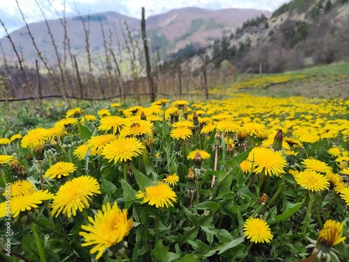 pure mountain flowers, dandelion