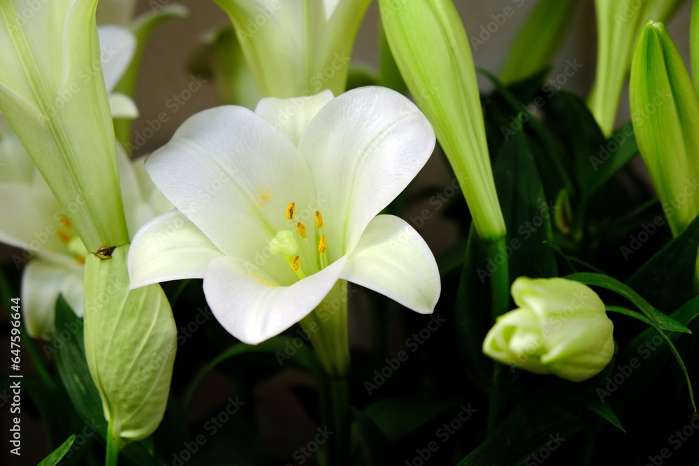 Obraz premium flower