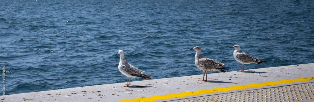 seagulls resting on the dock at the seaside seagulls resting on the dock at the seaside