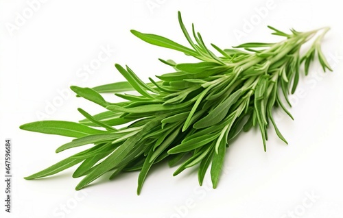 A fresh rosemary branch isolated on a clean white background