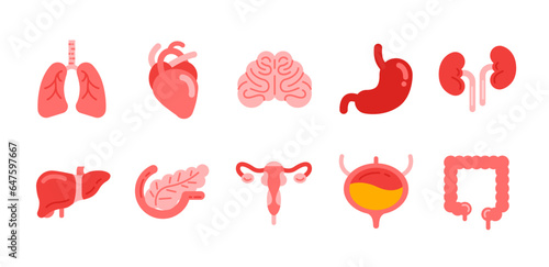 Human internal organ flat ico. Lung and heart, brain and stomach, kidneys and liver, uterus and pancreas, bladder and large intestine

