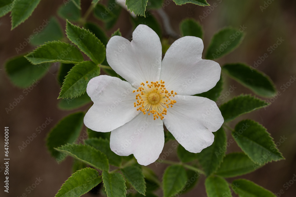 Spring rosehip flower Spring rosehip flower