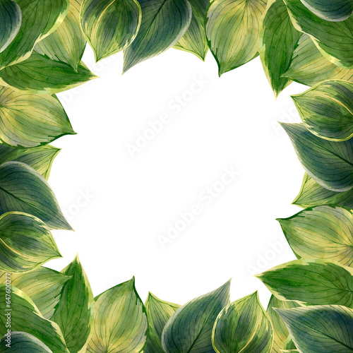 Green leaves frame. Watercolor illustration of hosta leaves for square frames, greeting and post cards design