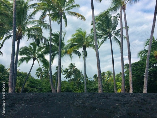 Palm Trees on Punalu'u Black Sand Beach, Mahana Bay, Big Island, Hawaii, USA photo