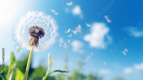 A close up of a dandelion with a blue sky