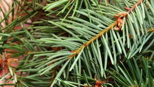 pruce branches, rotation in circle. fir branch Turning. selective focus. christmas background	 photo