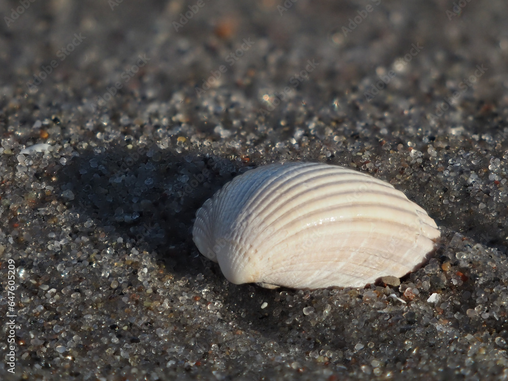 White seashell on the beach in the evening sun White seashell on the beach in the evening sun