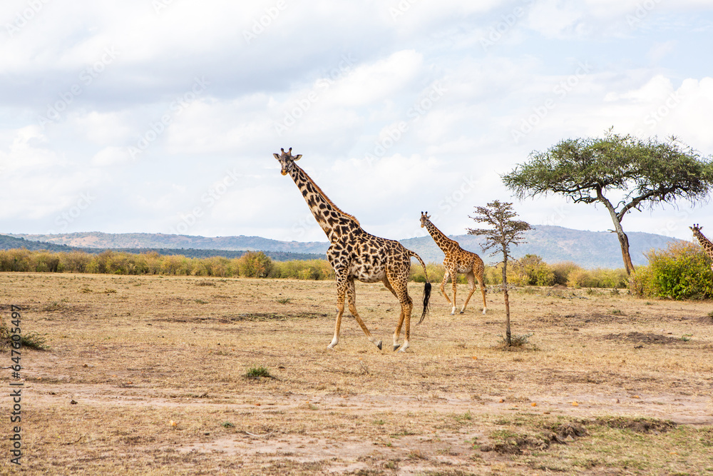Fototapeta premium Safari through the wild world of the Maasai Mara National Park in Kenya. Here you can see antelope, zebra, elephant, lions, giraffes and many other African animals.