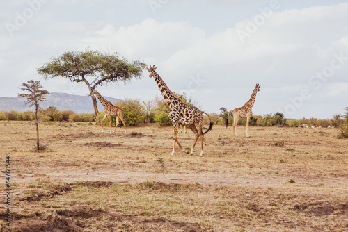 Safari through the wild world of the Maasai Mara National Park in Kenya. Here you can see antelope  zebra  elephant  lions  giraffes and many other African animals.