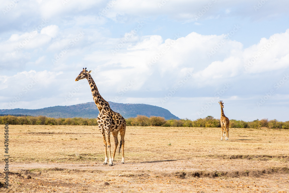 Obraz premium Safari through the wild world of the Maasai Mara National Park in Kenya. Here you can see antelope, zebra, elephant, lions, giraffes and many other African animals.