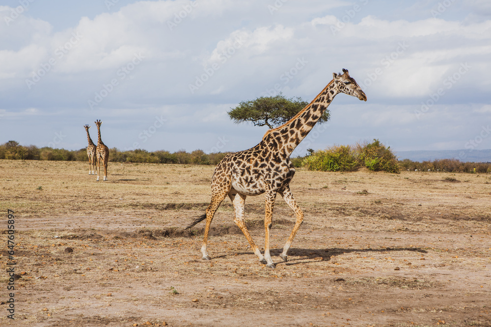 Obraz premium Safari through the wild world of the Maasai Mara National Park in Kenya. Here you can see antelope, zebra, elephant, lions, giraffes and many other African animals.