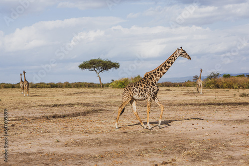 Photography Safari through the wild world of the Maasai Mara National Park in Kenya