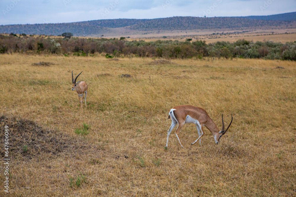 Safari through the wild world of the Maasai Mara National Park in Kenya. Here you can see antelope, zebra, elephant, lions, giraffes and many other African animals. Safari through the wild world of the Maasai Mara National Park in Kenya. Here you can see antelope, zebra, elephant, lions, giraffes and many other African animals.