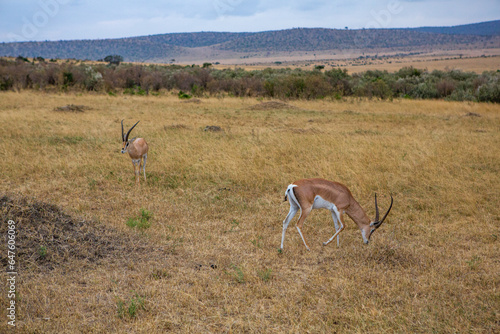 Safari through the wild world of the Maasai Mara National Park in Kenya. Here you can see antelope, zebra, elephant, lions, giraffes and many other African animals.