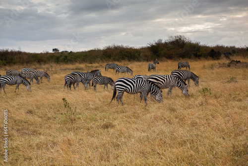 Safari through the wild world of the Maasai Mara National Park in Kenya. Here you can see antelope  zebra  elephant  lions  giraffes and many other African animals.
