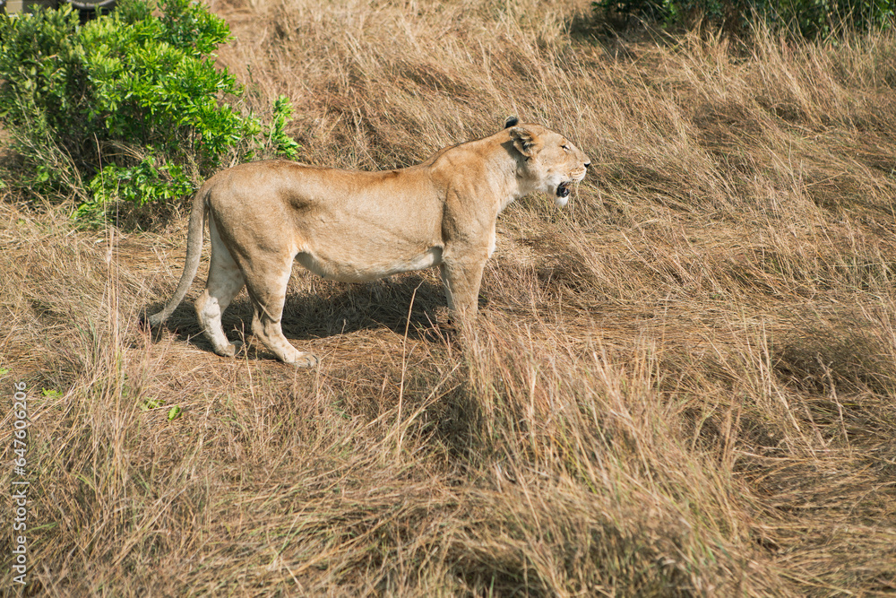 Safari through the wild world of the Maasai Mara National Park in Kenya. Here you can see antelope, zebra, elephant, lions, giraffes and many other African animals. Safari through the wild world of the Maasai Mara National Park in Kenya. Here you can see antelope, zebra, elephant, lions, giraffes and many other African animals.