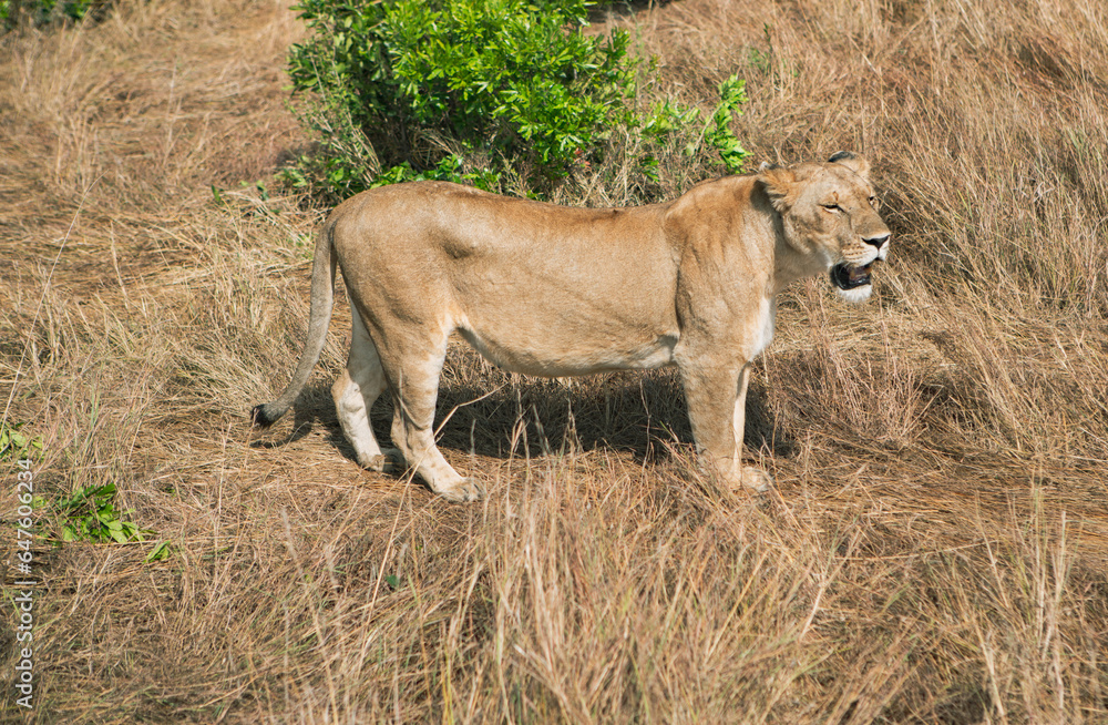 Safari through the wild world of the Maasai Mara National Park in Kenya. Here you can see antelope, zebra, elephant, lions, giraffes and many other African animals. Safari through the wild world of the Maasai Mara National Park in Kenya. Here you can see antelope, zebra, elephant, lions, giraffes and many other African animals.
