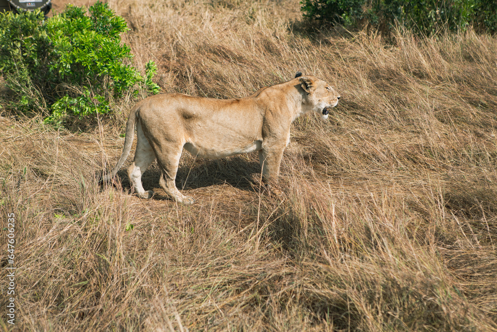 Safari through the wild world of the Maasai Mara National Park in Kenya. Here you can see antelope, zebra, elephant, lions, giraffes and many other African animals. Safari through the wild world of the Maasai Mara National Park in Kenya. Here you can see antelope, zebra, elephant, lions, giraffes and many other African animals.