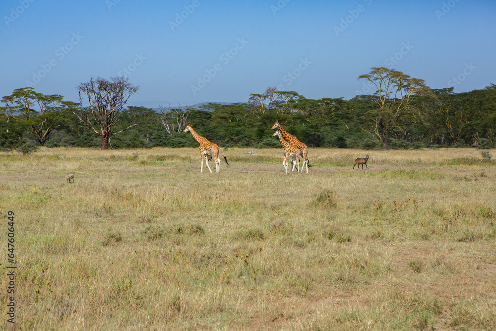 Safari through the wild world of the Maasai Mara National Park in Kenya. Here you can see antelope, zebra, elephant, lions, giraffes and many other African animals. Safari through the wild world of the Maasai Mara National Park in Kenya. Here you can see antelope, zebra, elephant, lions, giraffes and many other African animals.