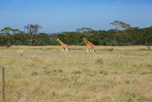Fototapeta Naklejka Na Ścianę i Meble -  Safari through the wild world of the Maasai Mara National Park in Kenya. Here you can see antelope, zebra, elephant, lions, giraffes and many other African animals.