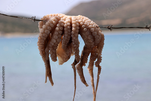 Octopus hung up to dry in the sun-Cyclades island Antiparos Greece   