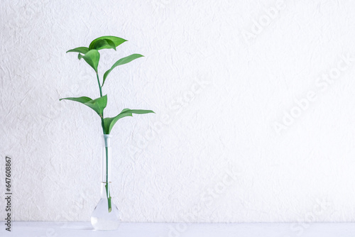 Wallpaper Mural 素材　緑の一輪挿し Torontodigital.ca