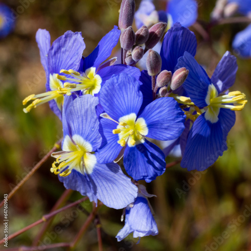 Colorful purple and yellow wild flower - blue sporries photo