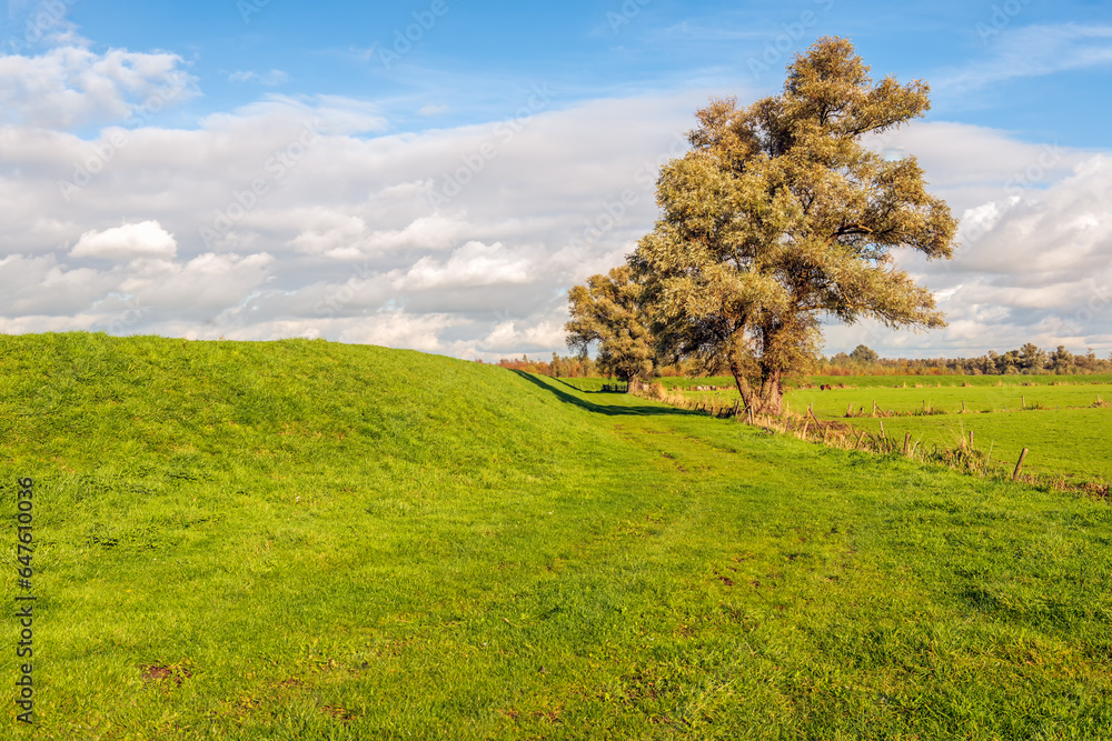 Typical Dutch polder landscape in the autumn season with a large willow tree at the end of a ditch. The shadow of the tree is visible on the dike. The sky is blue with beautiful gray and white clouds.