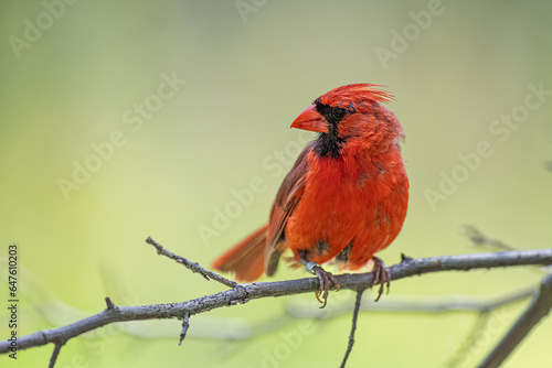 red cardinal on a branch © Justin