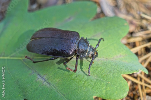 one big black brown beetle sits on a green leaf of a plant in summer nature © butus