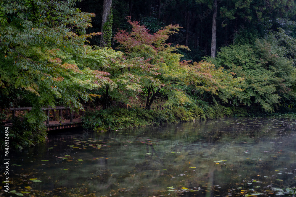 Namonaki Pond or Monet’s Pond crystal clear pond during summer evening at Gifu , Japan : 30 August 2019