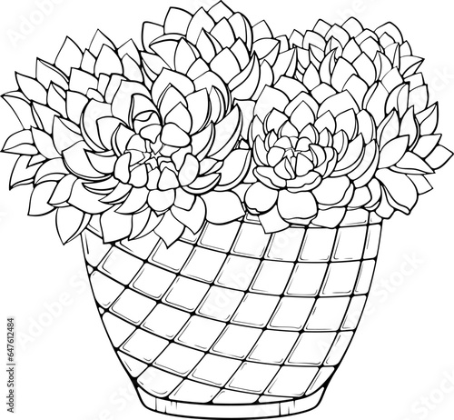 Succulent plants flowers Echeveria in flower pot with geometric patterns. Vector illustrations in hand drawn sketch doodle style isolated on white. Exotic desert plants cactus