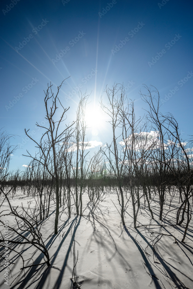 Fototapeta premium Sunset in forest with frozen lake. Naked tress, red sunset. Sand career 