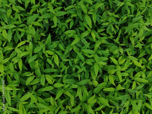 close up of green grass for background and texture. fresh leaves.
