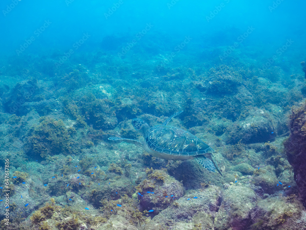 Fototapeta premium 美しく大きなアオウミガメ（ウミガメ科）。日本国静岡県伊豆半島賀茂郡南伊豆町中木から渡し船で渡るヒリゾ浜にて。 2023年9月10日水中撮影。 