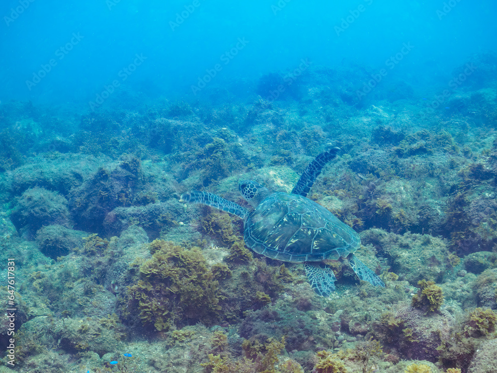 Fototapeta premium 美しく大きなアオウミガメ（ウミガメ科）。日本国静岡県伊豆半島賀茂郡南伊豆町中木から渡し船で渡るヒリゾ浜にて。 2023年9月10日水中撮影。 