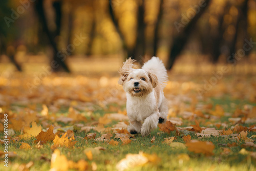 Cute shihtzu dog run in nature. Little Dog in autumn leaves. Walking with a pet in the park at fall 