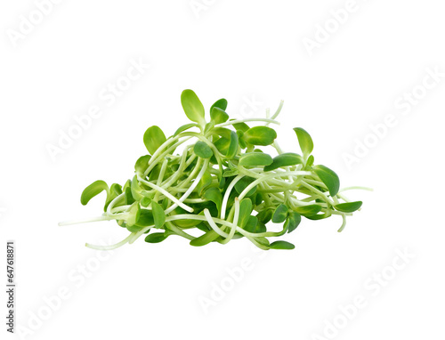 green young sunflower sprouts transparent png