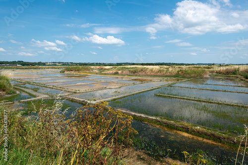 Salicorna europaea  Salicorne   Ruppia maritima  Limu   ruppie  Sel  Marais salants  Guerande  44  Loire Atlantique  France