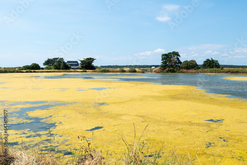 Ruppia maritima, Limu , ruppie, Sel, Marais salants, Guerande, 44, Loire Atlantique, France photo