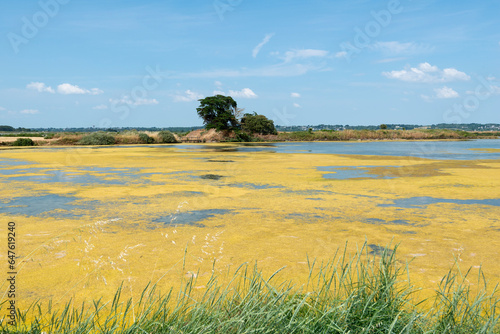 Ruppia maritima, Limu , ruppie, Sel, Marais salants, Guerande, 44, Loire Atlantique, France photo