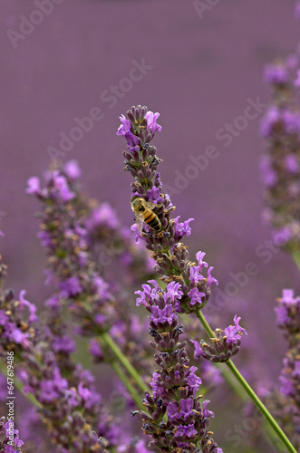 Lavendula x intermedia , Lavandin, abeille, Culture en provence 26, Drome, France